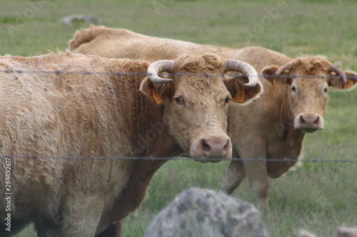 Vacas mirando al fotógrafo en el campo