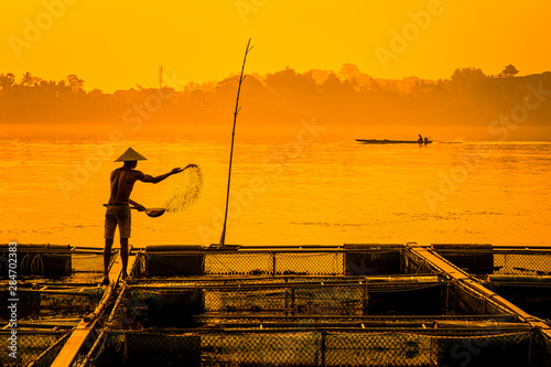 Fisherman feeds the fish in a commercial farm in Mekong river, Nongkhai. Farmers feeding fish in cages, Mekong River. The Tilapia for feeding fish in northeast of Thailand.