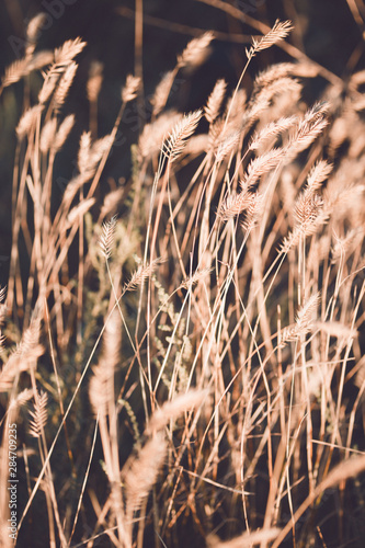 grass at the field