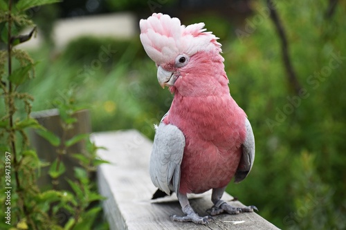 The Galah, (Eolophus Roseicapilla), also known as Rose-breasted Cockatoo or the Pink and Grey. Family: Cacatuidae.