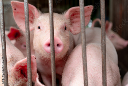 Cute piglet in farm. Happy and healthy small pig. Livestock farming. Meat industry. Animal meat market. African swine fever and swine flu concept. Swine breeding. Mammal animal. Pink piglet in pigsty.