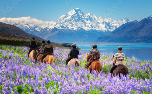 Travelers ride horses in lupine flower field, overlooking the beautiful landscape of Mt Cook National Park in New Zealand. Lupins hit full bloom in December to January which is summer of New Zealand.