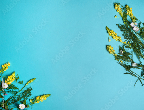  Yellow Linaria flowers on a light blue background.