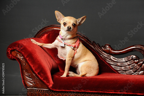 Chihuahua dog posing on a couch in the studio