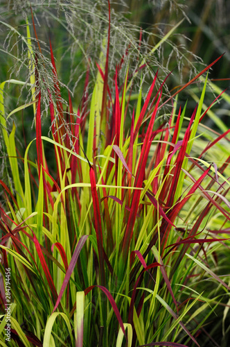 Close up of the grass Imperata Rubra cylindrica 'Red Baron'