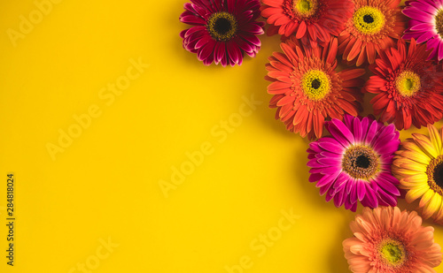 Bright beautiful gerbera flowers on sunny yellow background. Concept of warm summer and early autumn. Place for text, lettering or product. View from above, Copy space. Flatlay.