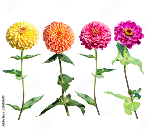 Beautiful colorful zinnia elegans flowers in bloom on white background