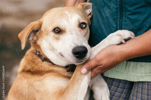 Hand caressing cute homeless dog with sweet looking eyes in summer park. Person hugging adorable yellow dog with funny cute emotions. Adoption concept.