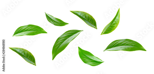 Green tea leaf collection isolated on white background