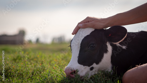Authentic close up shot of young woman farmer hand is caressing an ecologically grown newborn calf used for biological milk products industry on a green lawn of a countryside farm with a sun shining.
