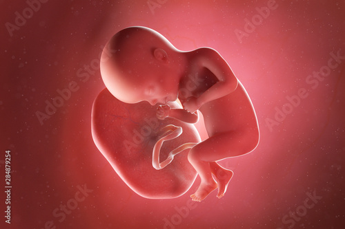 3d rendered medically accurate illustration of a fetus at week 27