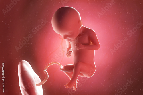 3d rendered medically accurate illustration of a fetus at week 29