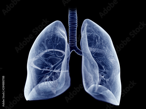 3d rendered medically accurate illustration of the lung