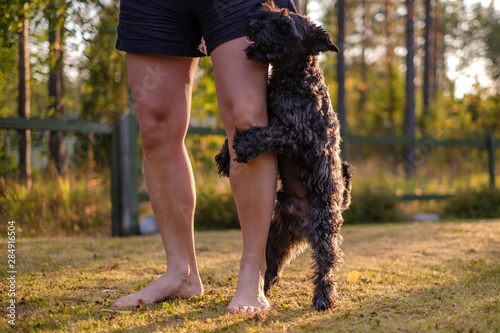 dog humping or mounting on owner leg.