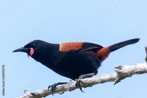 Saddleback Endemic Wattlebird of New Zealand