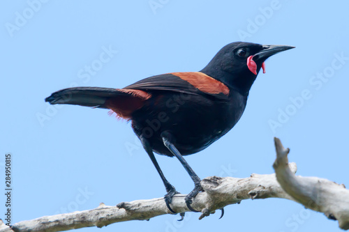 Saddleback Endemic Wattlebird of New Zealand