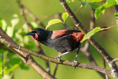 Saddleback Endemic Wattlebird of New Zealand