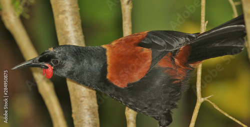 Saddleback Endemic Wattlebird of New Zealand