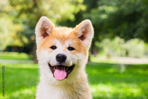 Portrait of a puppy purebred Japanese dog Akita inu in the park