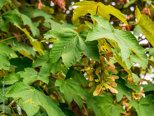 Sycamore Tree(Acer pseudoplatanus) - View of two-leaved seeds(diachenium) under the leaves.