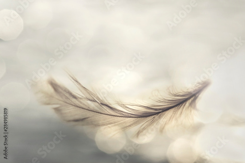 feather flies gently into the sky, concept of lightness