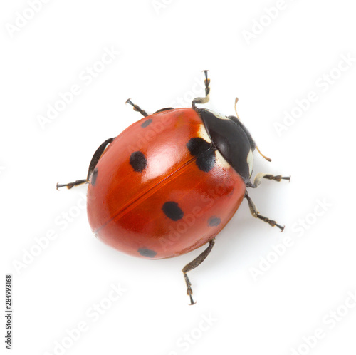 red ladybug on white background