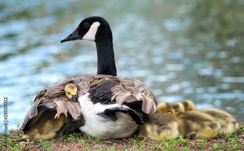 Baby Canada goose goslings snuggling under the wing of the protective mother goose