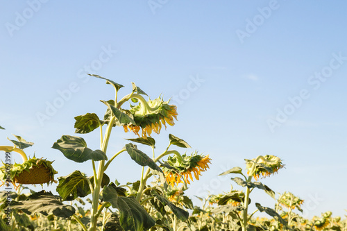 Sunflowers field rady to harvest