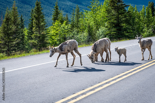 Bighorn Sheep (Ovis canadensis) next to the road in the Canadian Rockies, Banff National Park, Alberta, Canada