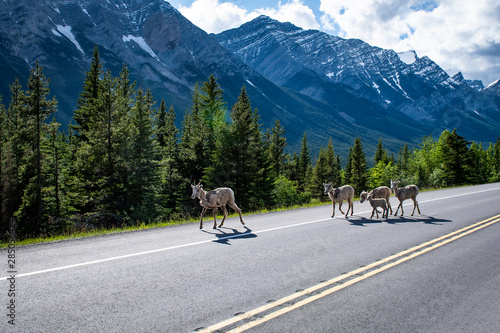 Bighorn Sheep (Ovis canadensis) next to the road in the Canadian Rockies, Banff National Park, Alberta, Canada