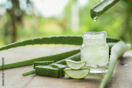 Aloe Vera very useful herbal medicine for skin treatment and use in spa for skin care. herb in nature