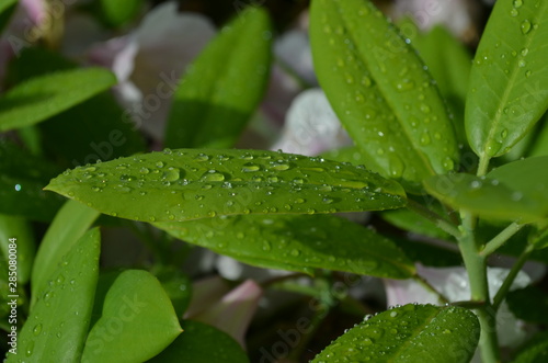 Raindrops on the green leaves