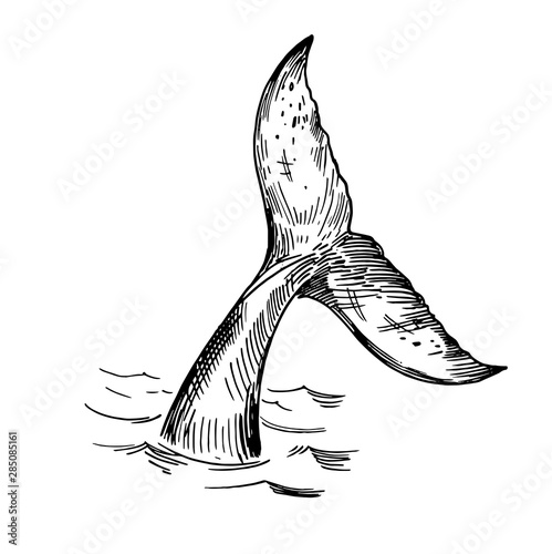 Sketch of whale tale. Hand drawn outline converted to vector. Transparent background