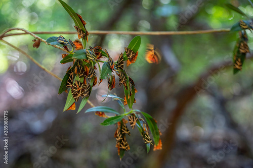 Valley of the Butterflies. A unique nature reserve on the island of Rhodes, Greece