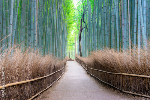 Green Bamboo forest path. Arashiyama Bamboo Grove, Kyoto, Japan.