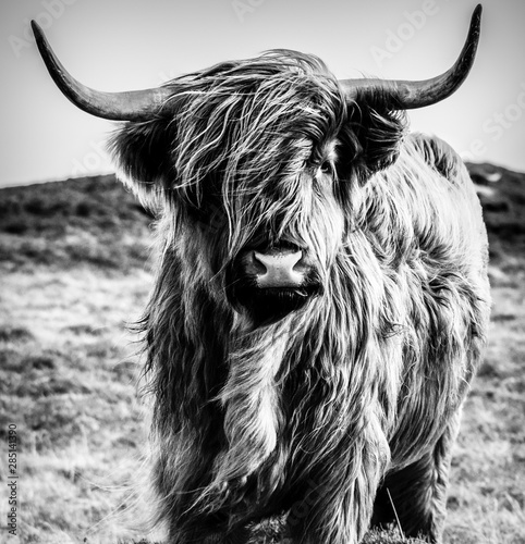 Highland Cow Black and White