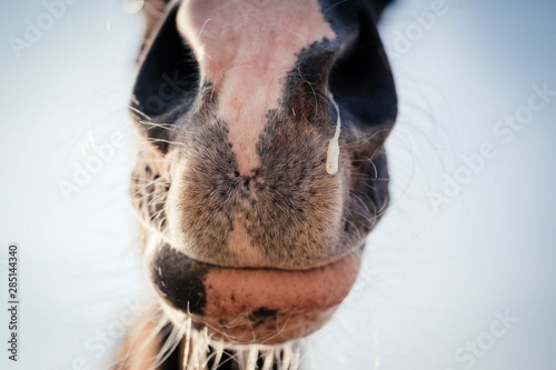Close up of a horse nose