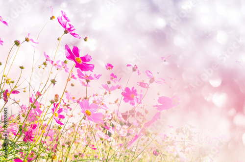 blurred of cosmos flowers with bokeh in vintage style and soft blur for background