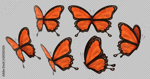 Orange monarch butterfly set isolated background