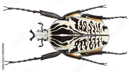 Cetoniinae-Goliathus albosignatus Boheman, 1857