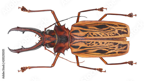 Large longhorned beetle-Macrodontia cervicornis (Linnaeus, 1758)