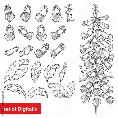 Set of outline toxic Digitalis purpurea or foxglove flower bunch, bud and leaf in black isolated on white background. 