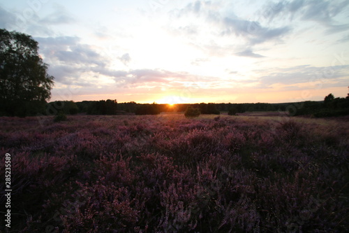 Wunderschöner Sonnenuntergang in der blühenden Lüneburger Heide