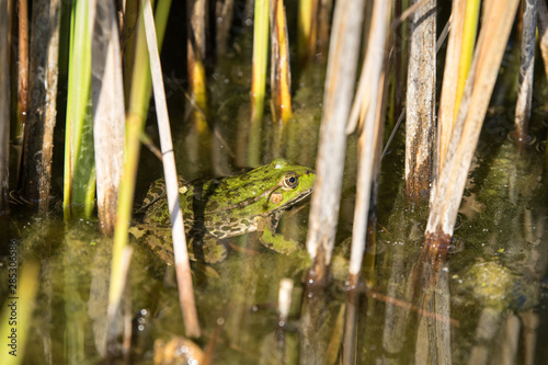 Grüner Frosch im Teich