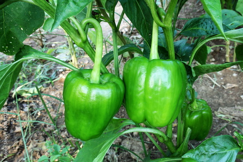 green pepper or bell pepper on plant growing in garden,ready to harvest 