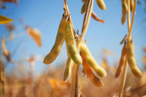 Ripe pods of soybean varieties on a plant stem in a field during harvest against a blue sky. Selective focus. Space for text.