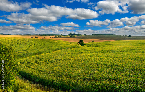 Corn field lines and beautiful landscapes