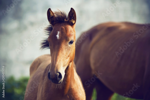 Portrait of a cute shy foal standing near his mother on a summer day