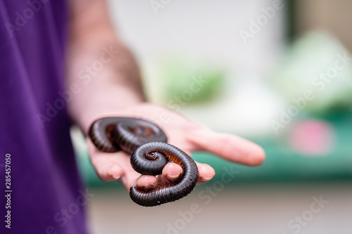 Giant African millipede, Archispirostreptus gigas on hand