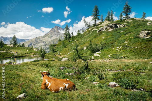 Mountain landscape with a lake and cows in a beautiful sunny day. Italian Alps plateau, Gran paradiso National Park, Bellagarda lake, Ceresole Reale, Piedmont, Italy